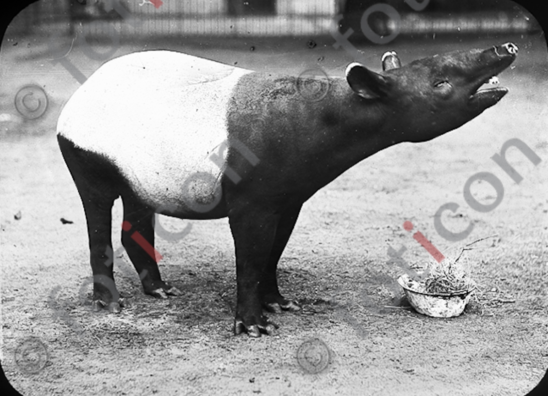 Tapir | Tapir - Foto foticon-simon-167-019-sw.jpg | foticon.de - Bilddatenbank für Motive aus Geschichte und Kultur